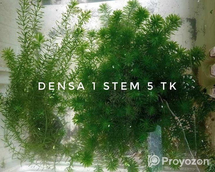Aquarium plants