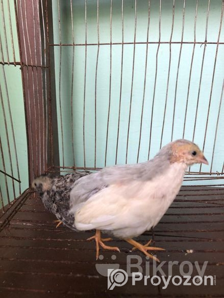 King Quail