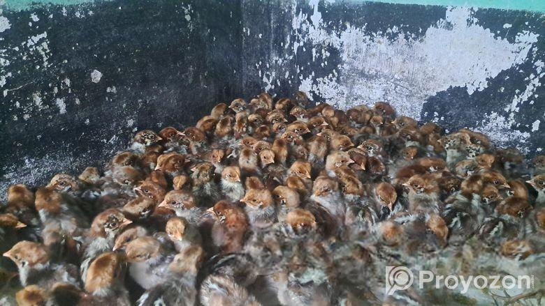 টাইগার ১৫ দিনের