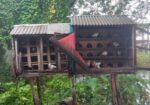 কবুতর + খোপ বিক্রি হবে