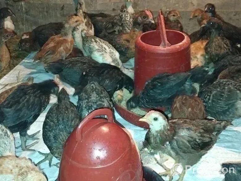 দেশি মুরগির বাচ্চা বড় সাইজ