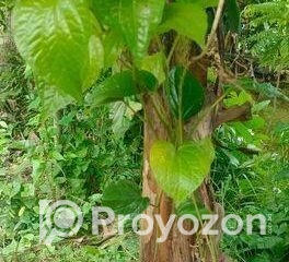 fitted-42_2025-07-28_10-05-37