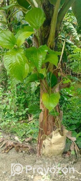 চুইঝাল