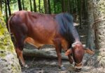 গরু সাড়