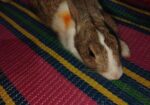 Rabbit sale Hobe