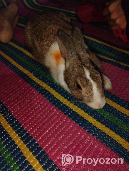 Rabbit sale Hobe