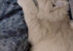 Traditional Persian Cat