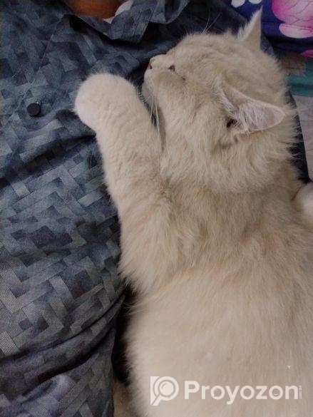 Traditional Persian Cat