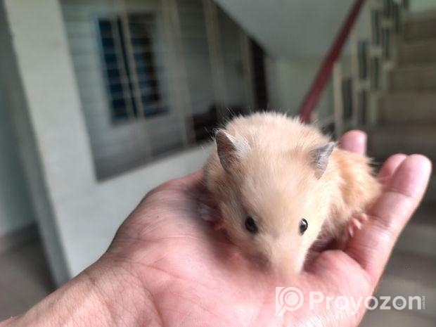 Syrian Hamster
