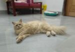 Traditional Persian Cat