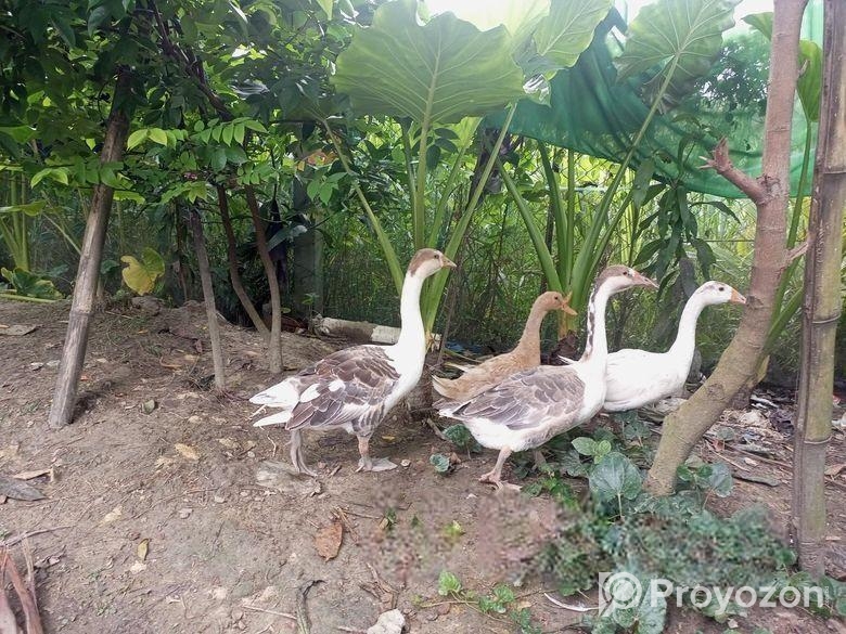 রাজহাঁস বিক্রি হবে