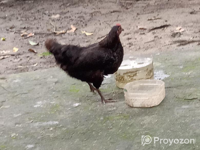 মুরগী বিক্রি