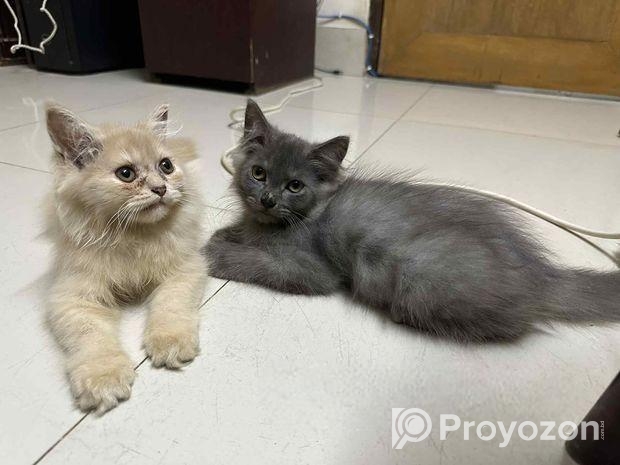 Persian Turkish Angora Mixed Kitten