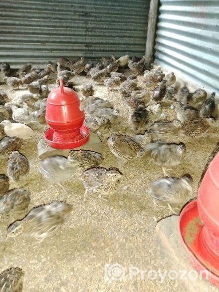 ডিম পাড়া কোয়েল পাখি