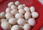 সাদা চিনা হাসেঁর বীজ ডিম বিক্রি হবে