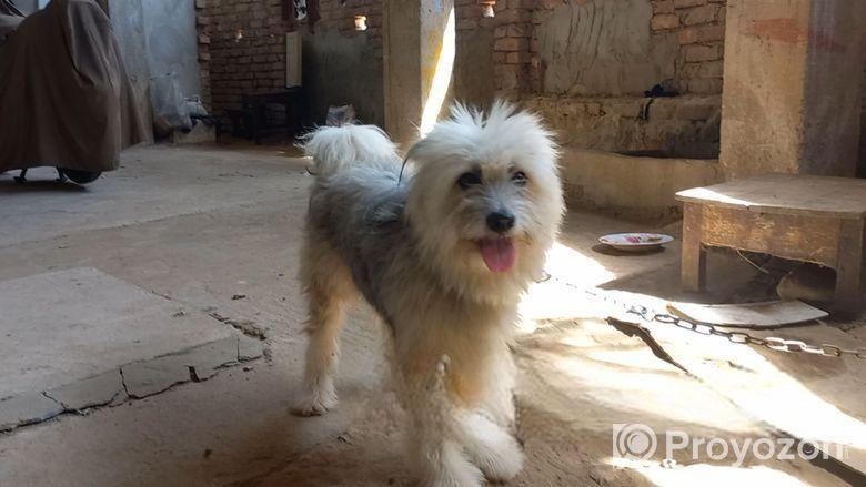 Tibetan Terrier