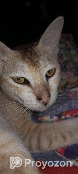 Bd cat