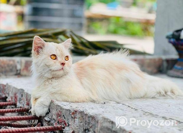 Persian Cat