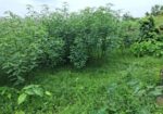 Land For Sell