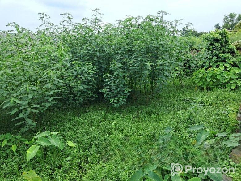 Land For Sell
