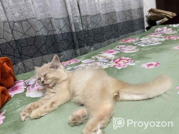 Persian Turkish Angora Mixed Kitten