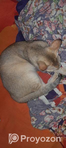 Bd cat