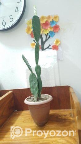 prickly pear cactus
