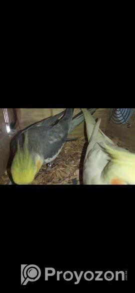 Kokatiel running pair for sale