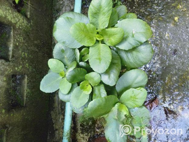সল্প মুল্যে গাছগুলো সেল করা হবে