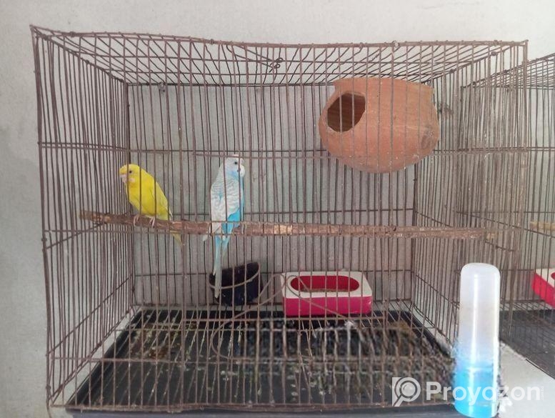 BIRD SELL Post