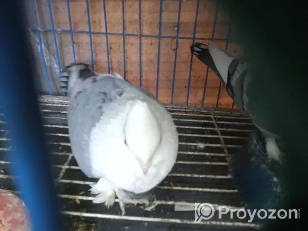 ১ জোড়া ব্লু সার্টিন কবুতর
