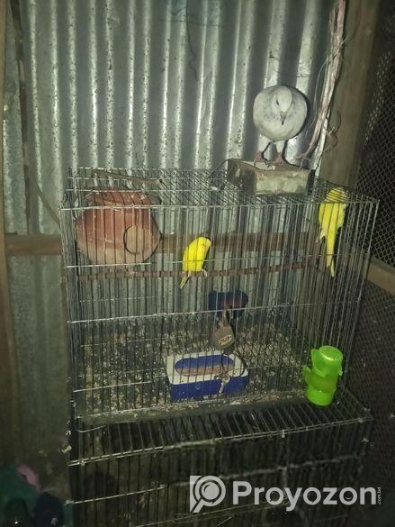 মুখি কবুতর