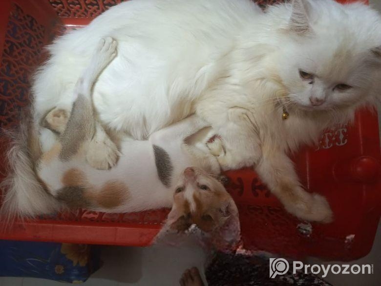 Cat For Sell