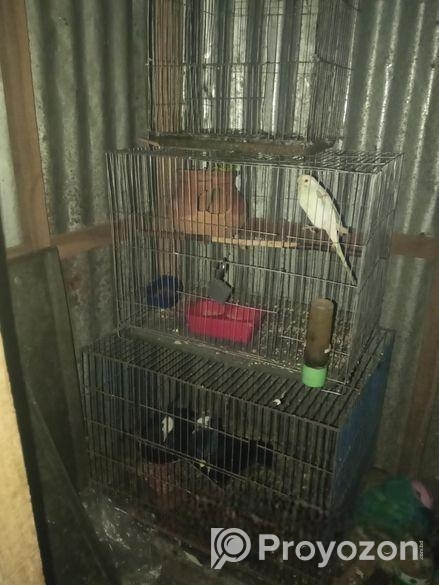 মুখি কবুতর