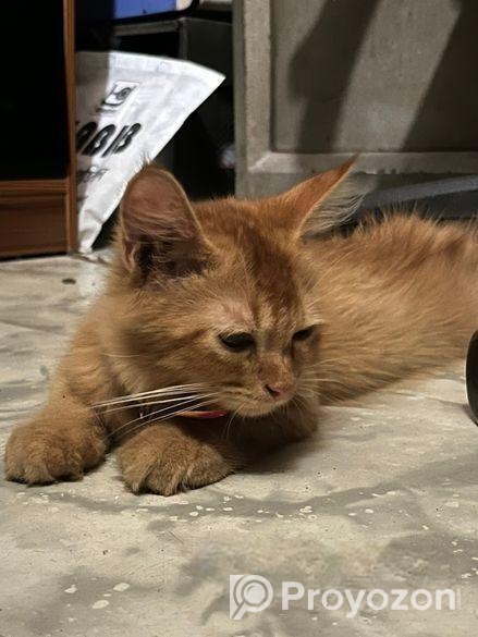 Cream Persian