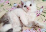 Parsian Kitty