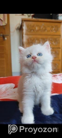 Persian Cat