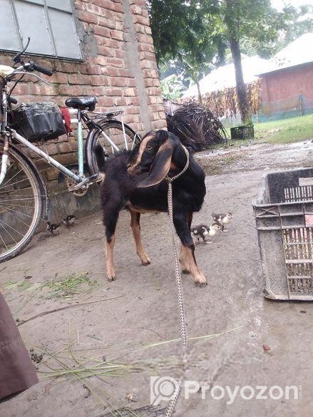 খাশি বিক্রি হবে