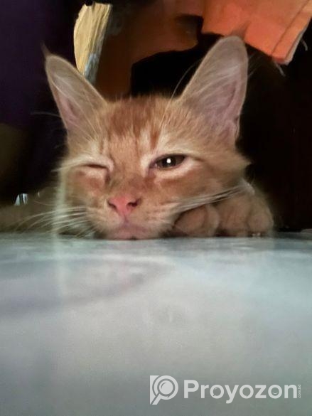 Cream Persian