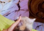Parsian Kitty