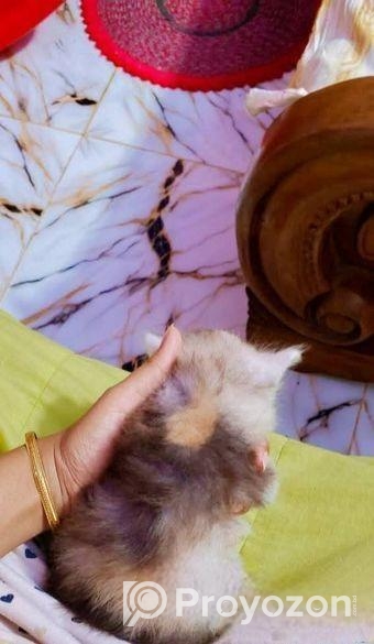 Parsian Kitty