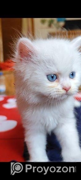 Persian Cat