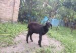 খাশি বিক্রি হবে