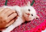 Parsian Kitty