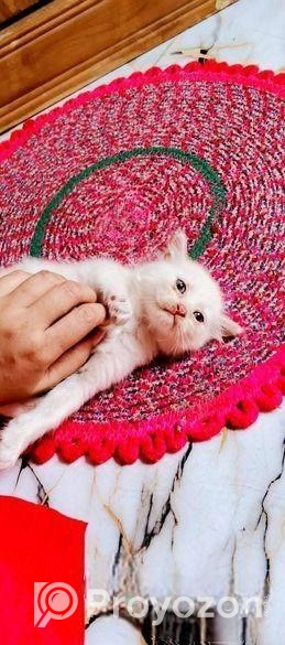 Parsian Kitty