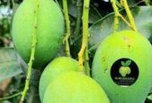 পানির দামে খাগড়াছড়ির প্রিমিয়াম কোয়ালিটির রুপালি আম বিক্রয়