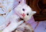 Parsian Kitty