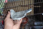 Cocktail Baby ‍Sell Post
