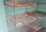 পাখির খাঁচা বিক্রি হবে