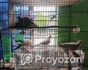 fitted-5_2025-07-31_11-18-02-Copy
